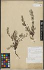 Foto von Salix repens subsp. repens L.